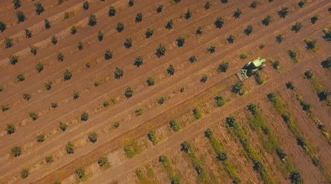 Tractor work the land on the plantation of hazelnut Stock Footage 65937655