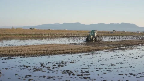 Tractor working along a flooded rice field preparing soil for the harvest Video stock 220646084