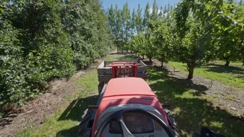 Tractor working in a cherry orchard, New Zealand. Stock Footage 341658399