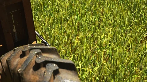 The tractor is working on a field of green wheat 스톡 동영상 91630156