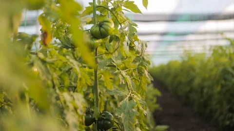 Tractor working at greeenhouse Stock Footage 71313286
