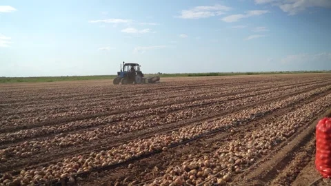 Tractor working on large onion field during harvest Stock Footage 327657465