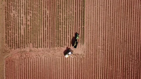 Tractor working in lavender field Stock Footage 83058696
