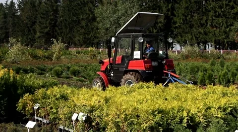 Tractor working in a nursery with plants for timber Stock Footage 46514367