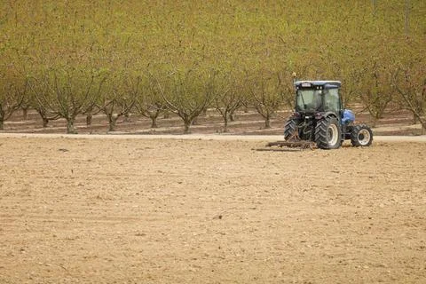 Tractor working on Peach tree fields in Cieza town Stock Photos