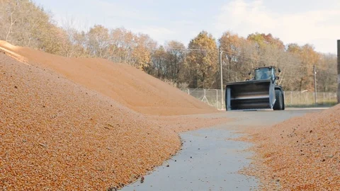 Tractor works on corn seed warehouse, large warehouse, agriculture Stock Footage 124901926