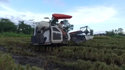 Tractors and Rice Processing Machines when the harvest time Stock Footage 155201942