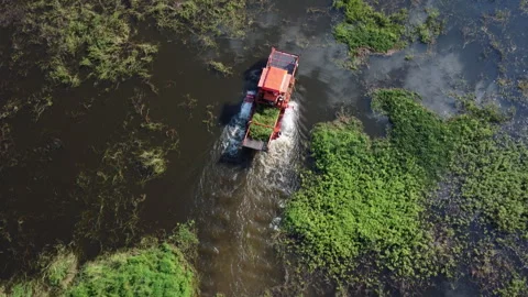 Tractors are working in the canal scooping up vegetables and weeds. Stock Footage 258203370