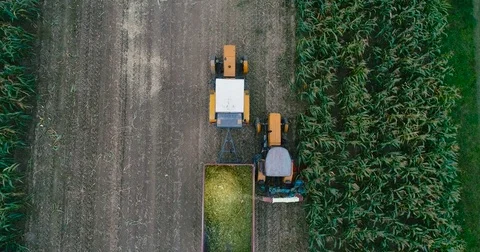 Tractors during corn harvest 스톡 동영상 80638876
