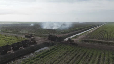 Tractors In Field Transporting Sugarcane Stock Footage 322023818