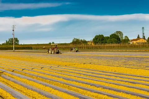 Tractors on the plowed fields Stock Photos