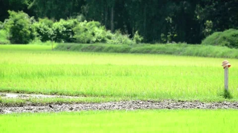 Tractors preparing land for sowing Stock Footage 41158882