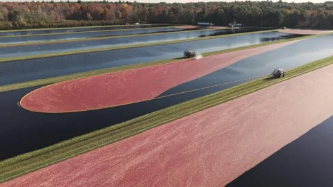 Tractors pull cranberries to one corner of the cranberry bog for collection. Stockbeeldmateriaal 348692780