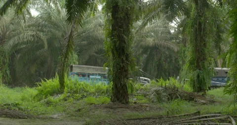 Tractors in queue surrounded with vegetation, Indonesia Stock Footage 141432821