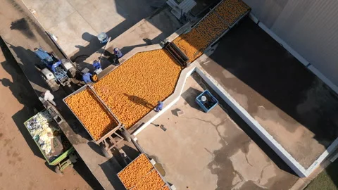 Tractors Unloading Oranges into Large Bins at Processing Plant Stock Footage 337604975