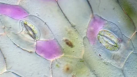 Tradescantia discolor Cellular Texture Under Brightfield Microscope, 400x Vídeos de archivo 320375184