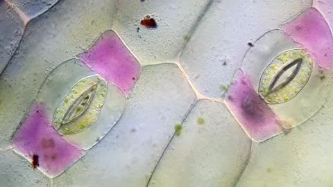 Tradescantia discolor Epidermal Layer Microscopy, 400x Stock-Footage 320375201