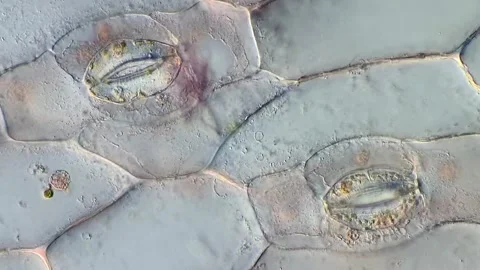 Tradescantia discolor Leaf Cell Texture Under Microscope, 400x Stock-Footage 320375363