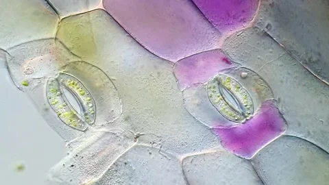Tradescantia discolor Leaf Cells in High Detail, microscope 400x 動画素材 320375186
