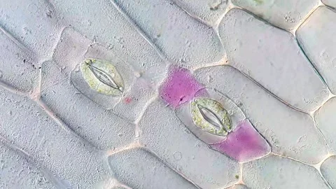 Tradescantia discolor Leaf Cellular Morphology, 400x microscope 動画素材 320375248