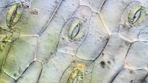 Tradescantia discolor Leaf Epidermal Pattern Microscopy Stock-Footage 320375270
