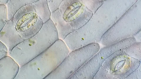 Tradescantia discolor Leaf Epidermis Under Magnification, 400x 動画素材 320375380