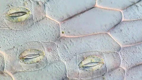 Tradescantia discolor Microscopy of Guard Cell Structure 動画素材 320375261