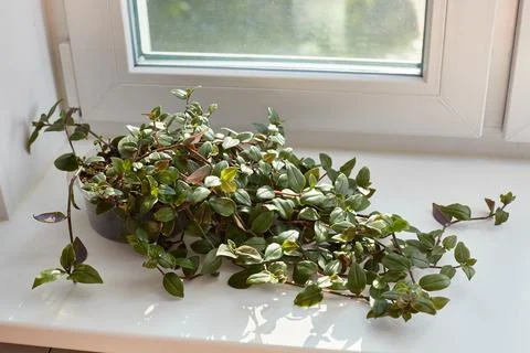 Tradescantia mini grows on a light windowsill. Stock Photos