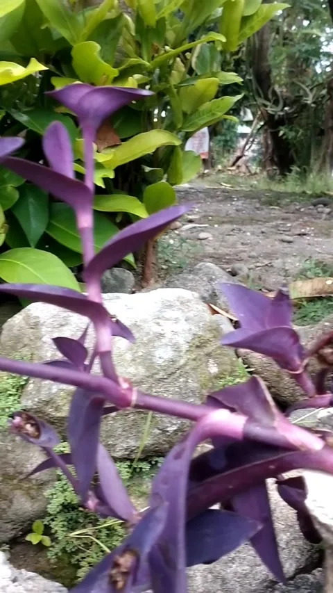 Tradescantia pallida. Stock Footage 325995091