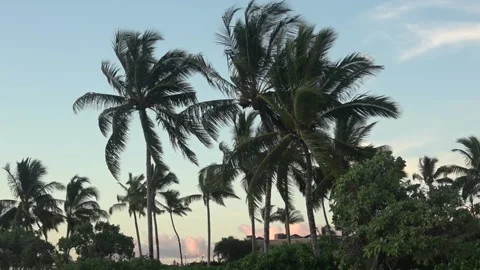 Tradewinds Through Palm Trees Stock Footage 138176130