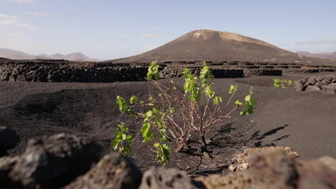 Traditinal cultivation method of vine on lava ground, Lanzarote island. Spain. Video stock 172276666