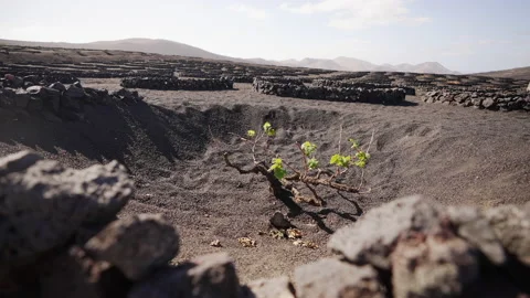 Traditinal cultivation method of vine on lava ground, Lanzarote island. Spain. Video stock 180540626