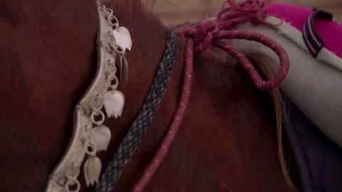 Traditional arabian horse Stock Footage
