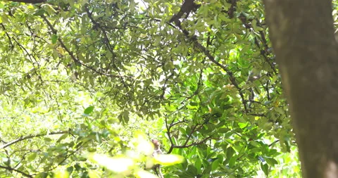 Traditional asian monkey on mangrove tree branch tropical rainforest 스톡 동영상 337291221