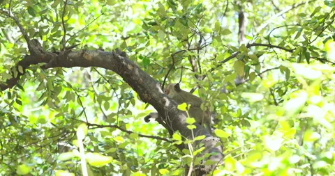 Traditional asian monkey on mangrove tree branch tropical rainforest 스톡 동영상 337291268