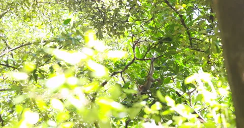 Traditional asian monkey on mangrove tree branch tropical rainforest 스톡 동영상 337291330