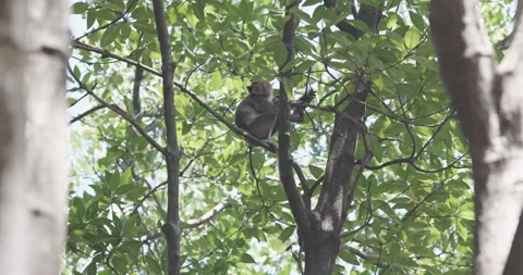 Traditional asian monkey on mangrove tree branch tropical rainforest 스톡 동영상 337291488