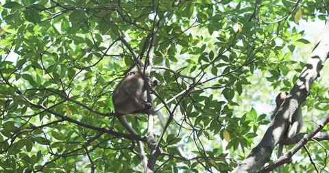 Traditional asian monkey on mangrove tree branch tropical rainforest Stock Footage 337291569