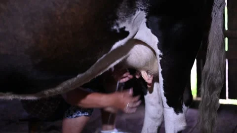 Traditional barn setting: farmer hand-milking a cow in rustic barn Видео 281120796