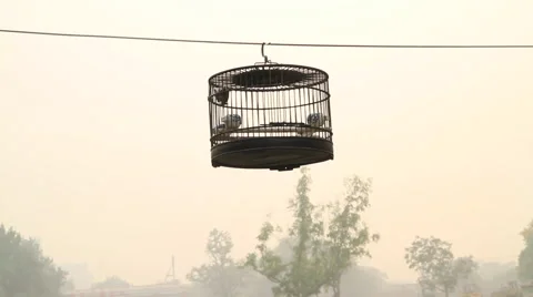 Traditional bird cage hanging from a tree on a foggy day in Beijing, China Stock Footage