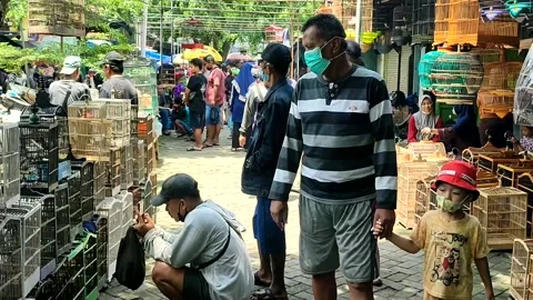 Traditional bird market Stock Footage 231863257