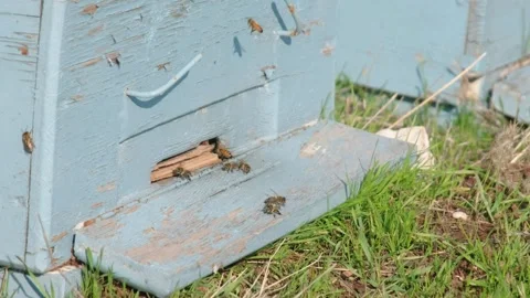 Traditional Blue Beehive Stock Footage 258890323