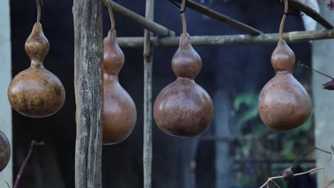 Traditional Bottle Gourds Drying Outside a Rural Thai Home Stock Footage 338364252