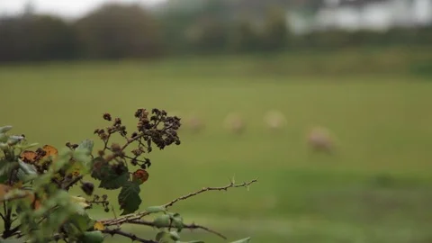 Traditional British countryside pull focus from tree to sheep in field v2 Stock Footage 118260179
