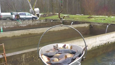 Traditional Carp Pond Harvest in Winter Video stock 344256953