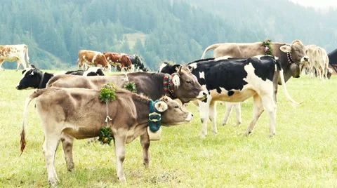 Traditional cattle procession cows on pasture Stock Footage 67892512