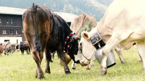 Traditional cattle procession struggling cows Stock Footage 67892711