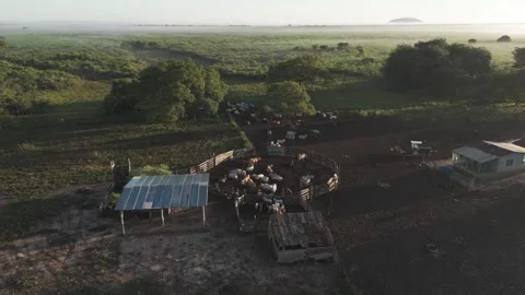 Traditional cattle ranch in the Pantanal area in Brazil. Vidéo 333028053