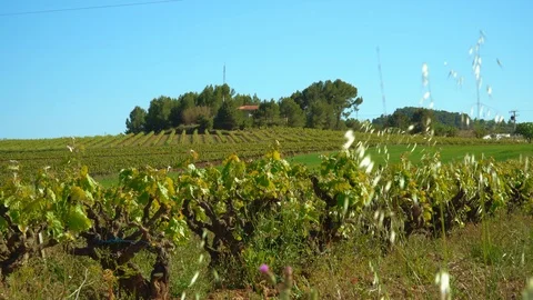 A traditional cellar surrounded by vineyards Stock Footage 108870511
