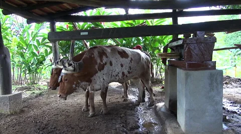Traditional Central American cow pressed the sugarcane - Costa Rica Stock Footage 61151353